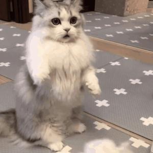 全裸美女被操鸡鸡视频
